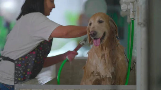 Les Dogwash, ces stations de lavage pour chiens qui s’implantent en France